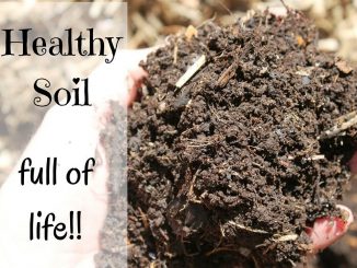 Ensure Your Soil Stays Healthy